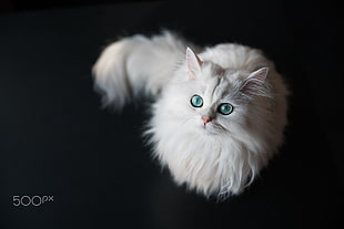 white maine coon, cat, animals, white, green eyes HD wallpaper