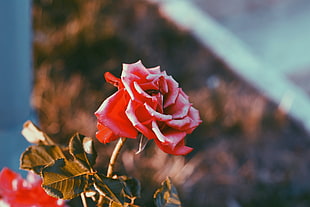 red rose, Rose, Flower, Bud