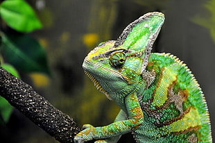 green gecko on gray wooden trunk, chameleon
