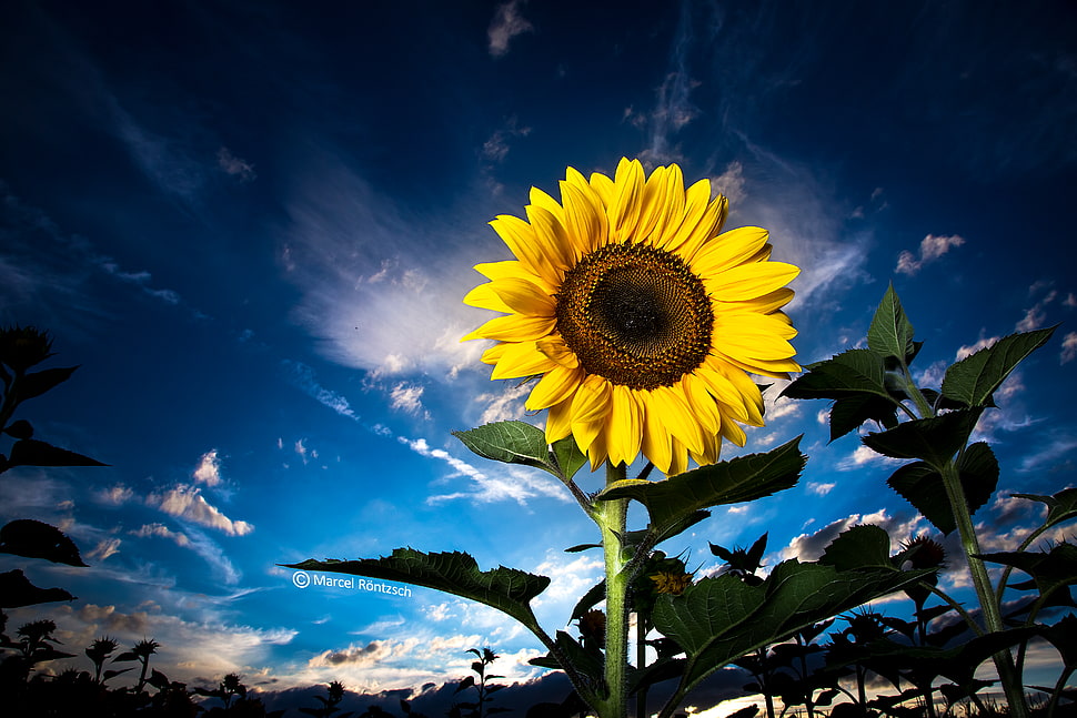 low angle photo of yellow sunflower on clear blue sky, bavaria HD wallpaper