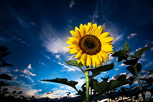 low angle photo of yellow sunflower on clear blue sky, bavaria