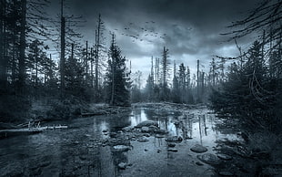 grayscale photo of forest, nature, landscape, river, forest