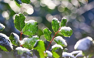 snow covered green leaf, winter, snow, plants, nature