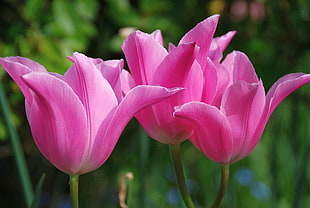 three pink Tulips HD wallpaper