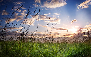 green grass field, field, clouds, plants, sky HD wallpaper
