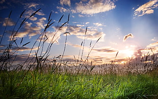 green grass field, field, clouds, plants, sky