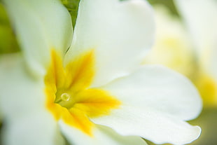 white and yellow petaled flower HD wallpaper