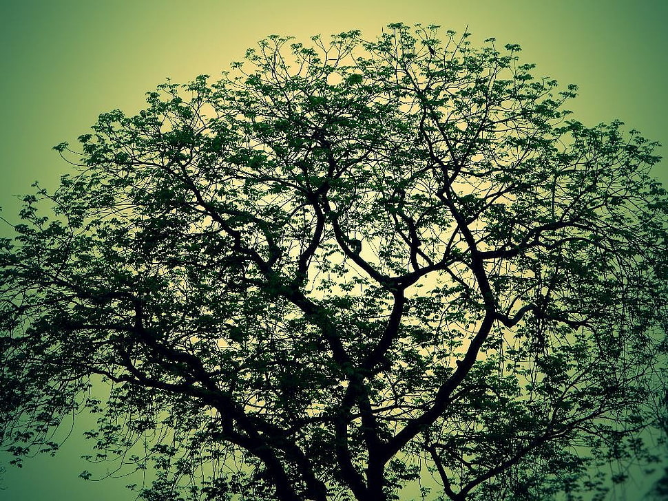 black tree graphics art, trees, nature HD wallpaper