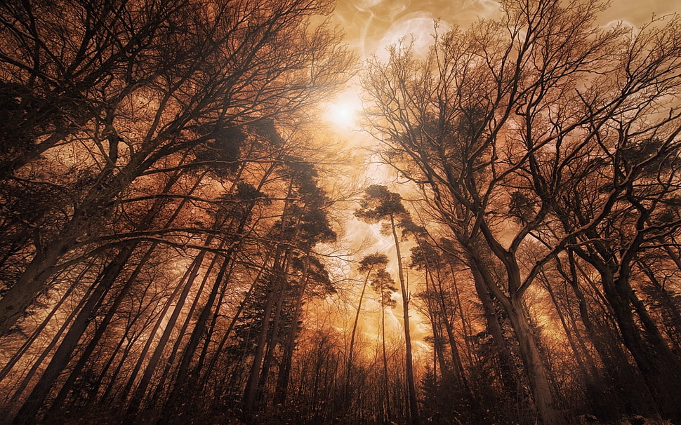 trees painting, nature, forest, mist, trees HD wallpaper