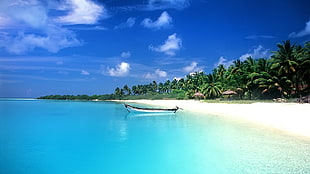 white boat, tropical, sea, boat, palm trees