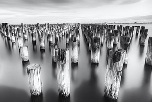 photography of wood logs on body of water