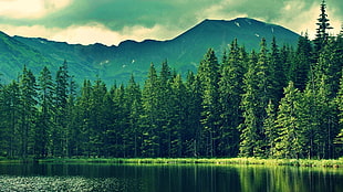 green pine trees, nature, forest, lake, landscape