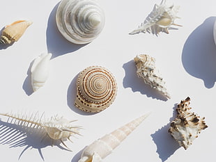 white and brown floral decor, seashell