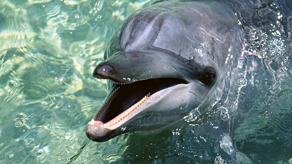 black dolphin in body of water HD wallpaper