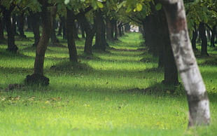 green leafed trees, nature, landscape, depth of field, grass