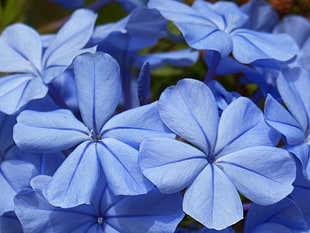 blue petaled flowers HD wallpaper