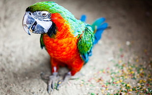 Parrot,  Beak,  Stains,  Bird HD wallpaper