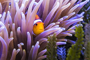 clown fish HD wallpaper