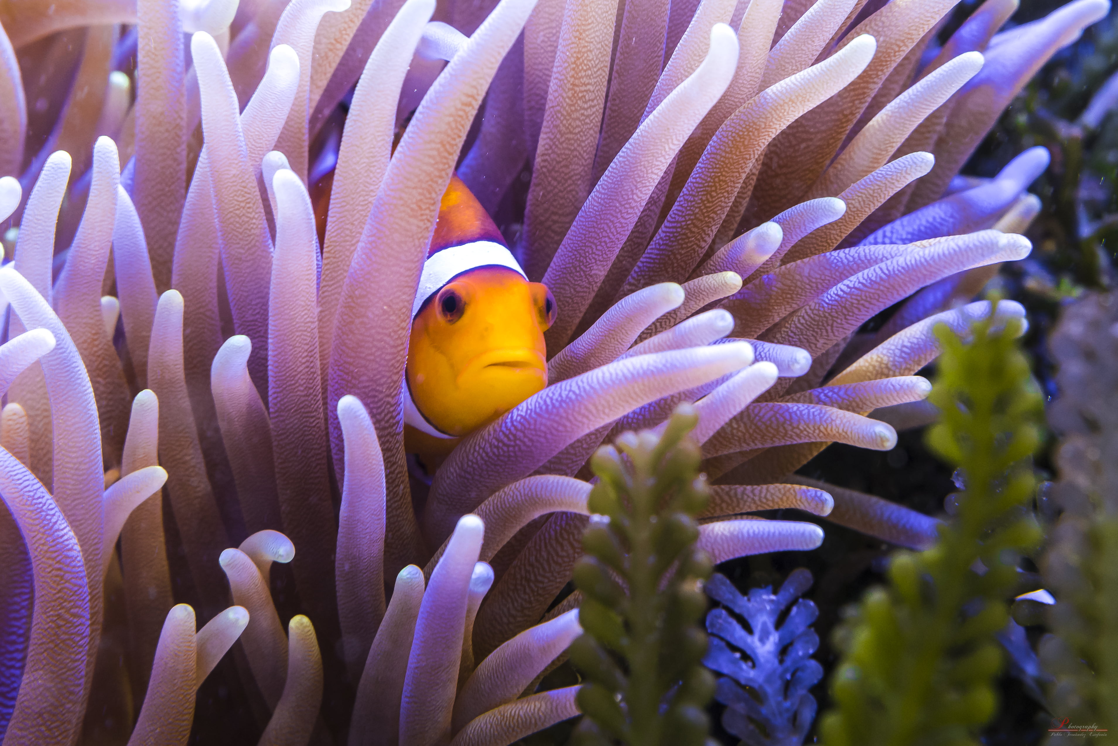 clown fish