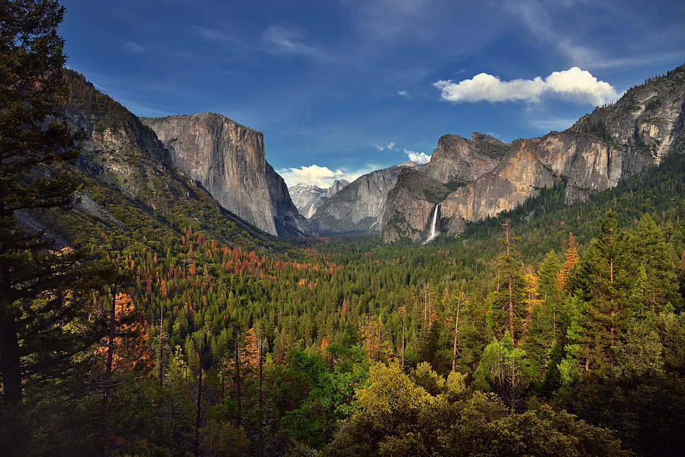 Green Tree Covered Mountain Yosemite Valley Yosemite National Park Hd
