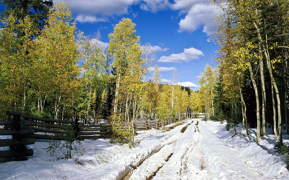 road cover with snow with green trees during daytime HD wallpaper