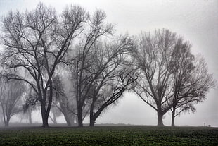 photography of black trees with fogs