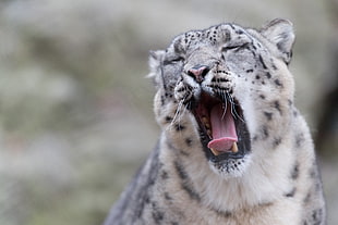 portrait shot of growling wild animal, leopard