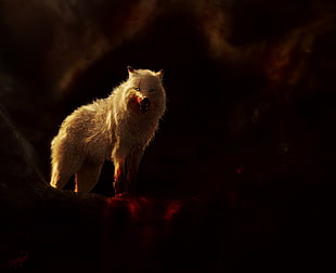white wolf HD wallpaper