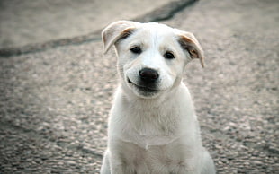 short-coated white puppy