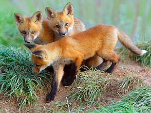 three fox puppies on ground