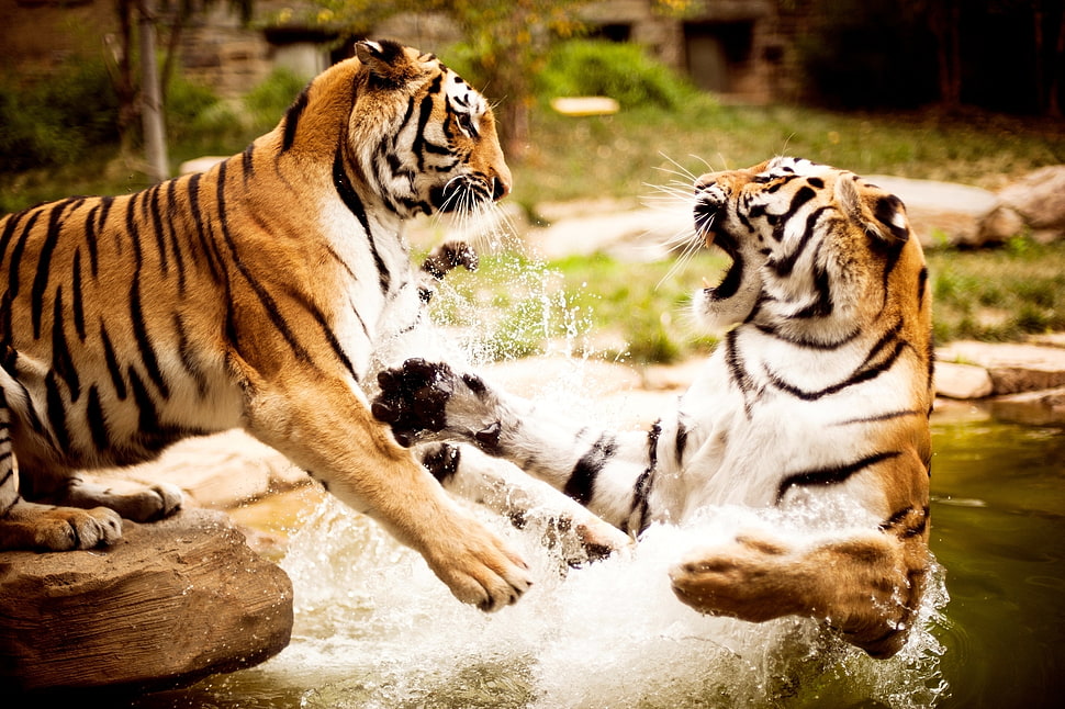 two brown tiger in shallow focus photography HD wallpaper