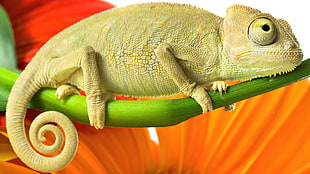 close up photo of chameleon