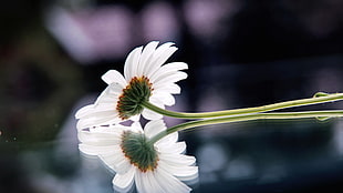 micro shot of white petal flower