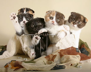 five kittens HD wallpaper