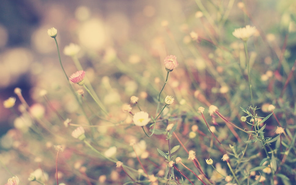 white petaled flowers HD wallpaper