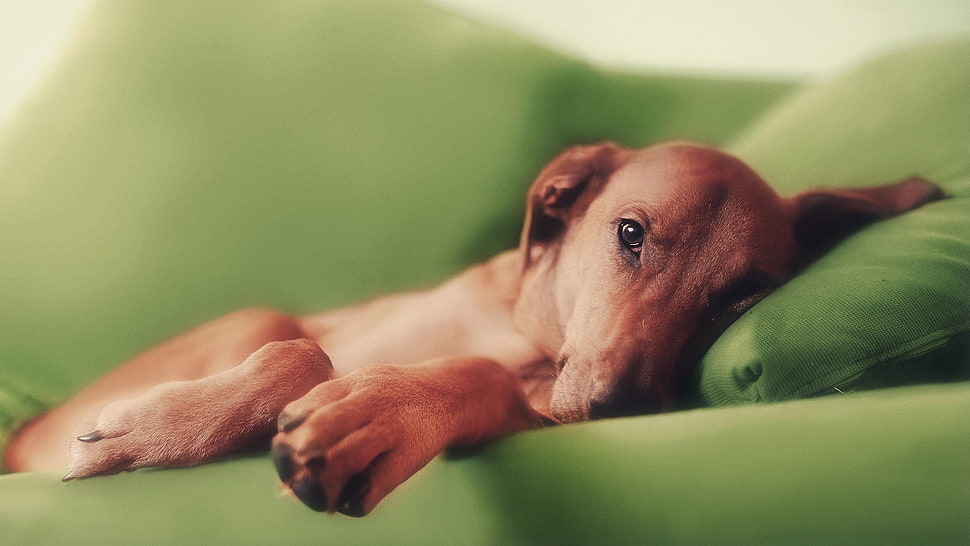 photo of smooth tan dog HD wallpaper