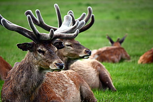 photo of herd of deer on green grass, wollaton hall