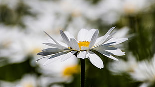 close up photo of white petal flower during daytime, daisy