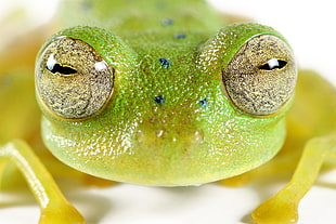 tilt lens photography of green frog, cochran