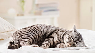 silver tabby cat lying on bed HD wallpaper