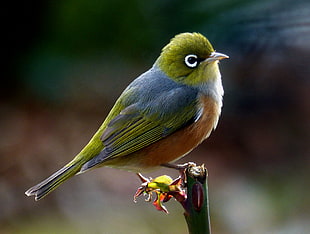 close-up photo green and grey small beak bird