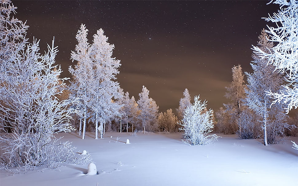 pine trees covered in snow at night HD wallpaper