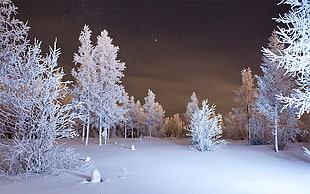 pine trees covered in snow at night