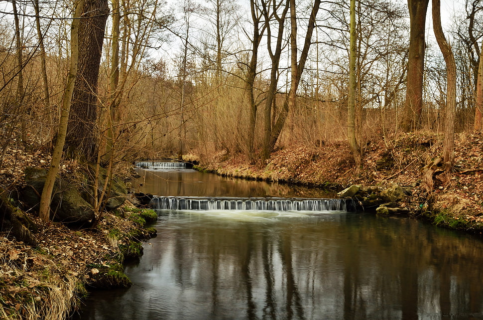 River,  Forest,  Nature HD wallpaper