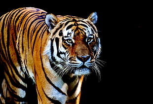 focus photography of Tiger