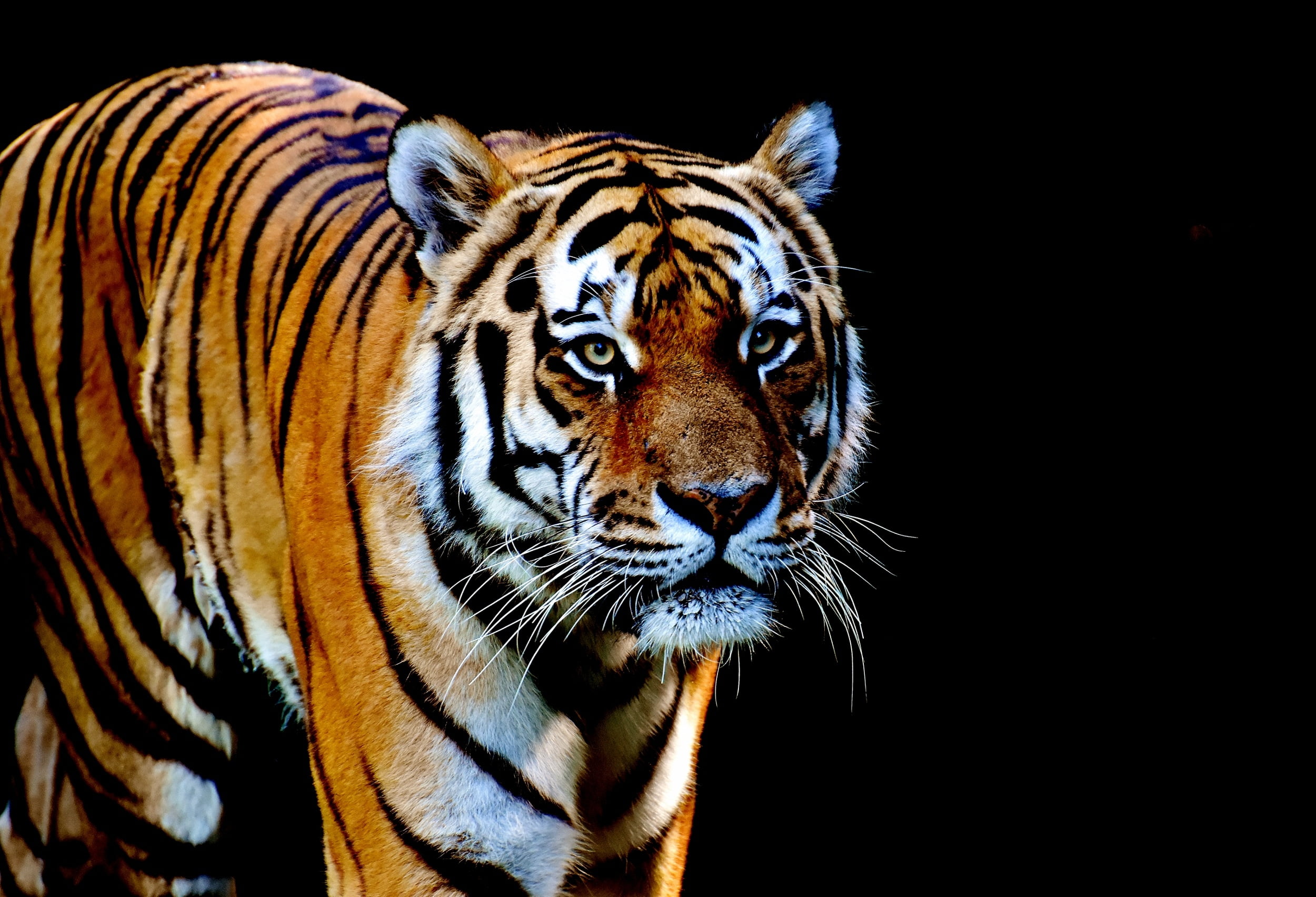 focus photography of Tiger