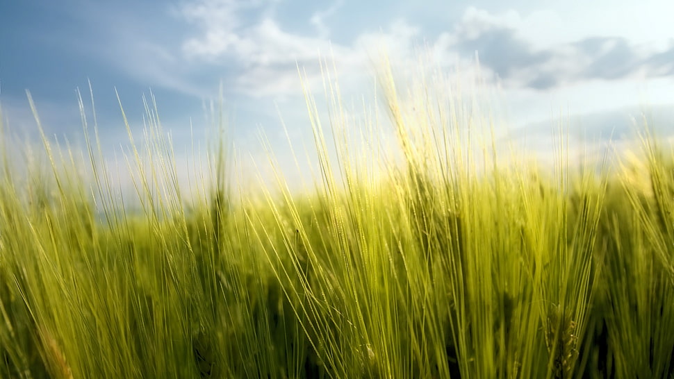 green leafed plant, Rye, macro, plants, sky HD wallpaper