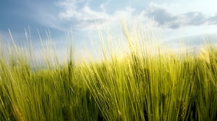 green leafed plant, Rye, macro, plants, sky