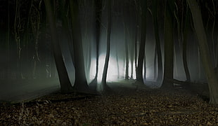 photography of forest at night time