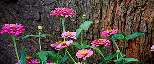 photo of pink cluster petal flowers near tree HD wallpaper